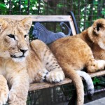 lion on park bench dreamstime (3)